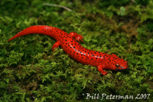 Image of a red salamander (Pseudotriton ruber) on moss.