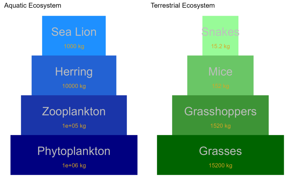 Biomass pyramids for an aquatic and terrestrial ecosystem.