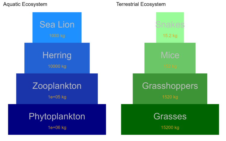 Biomass pyramids for an aquatic and terrestrial ecosystem.