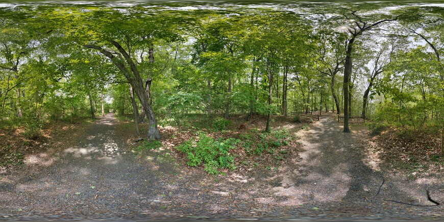 Raw equirectangular projection of a spherical panorama within a forest.