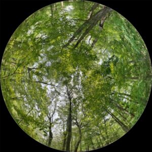 Polar projection of the upper half of a spherical panorama rotated to orient north and cropped to size of a forest with a black mask around the outside of the hemisphere.