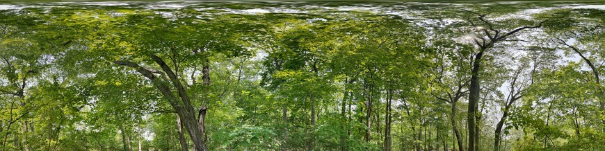 Cropped upper hemisphere (top half of the image) from an equirectangular projection of a spherical panorama within a forest.