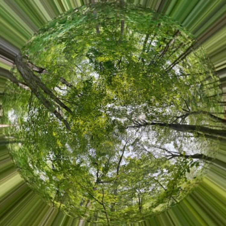 Polar projection of the upper half of a spherical panorama of a forest.