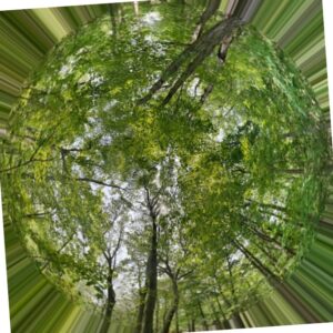 Polar projection of the upper half of a spherical panorama rotated to orient north and cropped to size of a forest.
