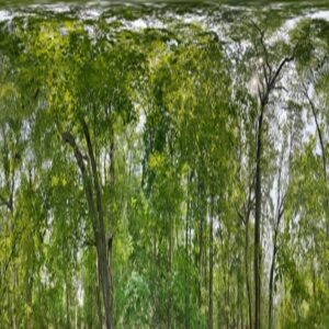 Rescaled upper hemisphere from an equirectangular projection of a spherical panorama within a forest.