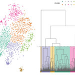 tsne plot and hierarchical tree diagram displaying the data split into 8 clusters