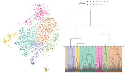 tsne plot and hierarchical tree diagram displaying the data split into 8 clusters