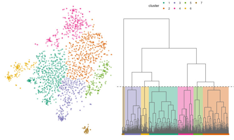 tsne plot and hierarchical tree diagram displaying the data split into 8 clusters